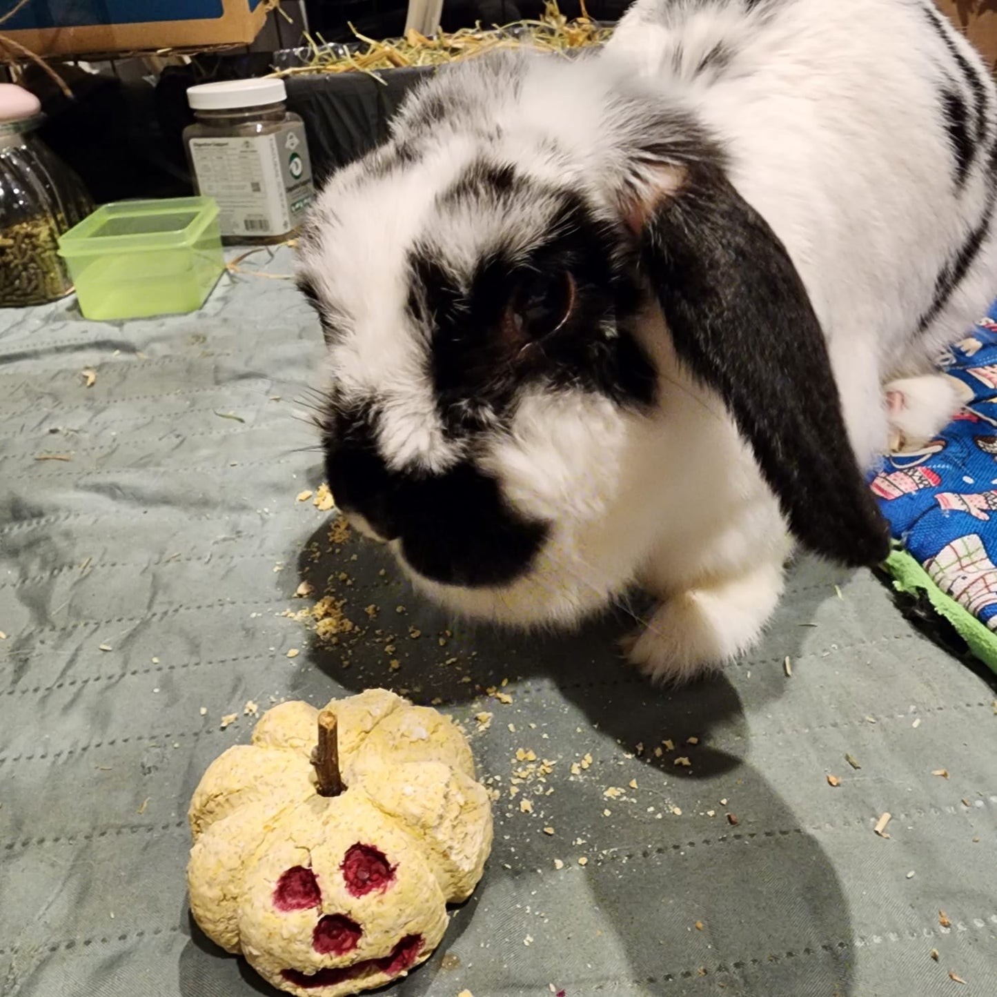 Jack-O’-Lantern Oat Cookie