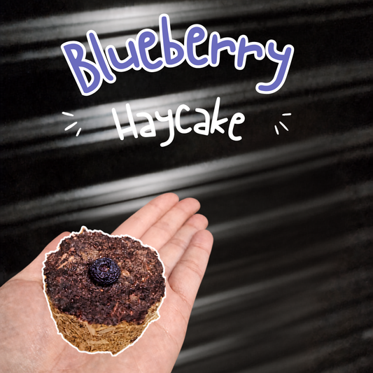 Blueberry Haycakes
